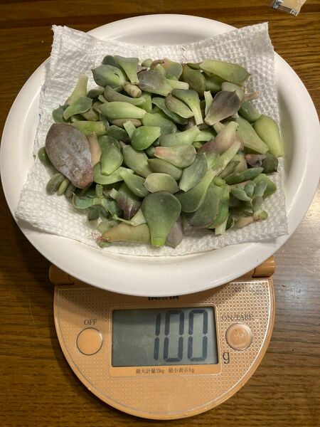 わけあり ①　多肉植物　葉っぱセット　葉挿し100グラム