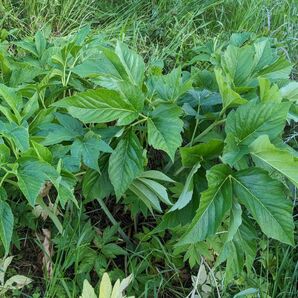 ペット餌の明日葉　茎葉250g　アシタバ　あしたば