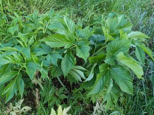 ペット餌の明日葉　茎葉250g　アシタバ　あしたば