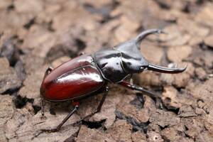 チベット ハイチュヌスコクワ トリオ ♂♀♀　コクワガタ コクワ ドルクス　土日発送予定　A