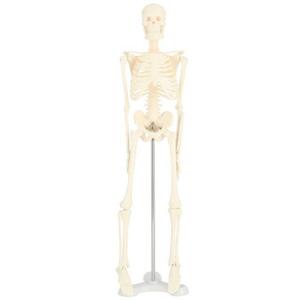 ☆ ホワイト 人体模型 通販 人体骨格模型 骨格模型 人体骨格標本 骨格標本 全身骨格 骸骨 置物 45cm 1/4 模型 人体モデル 稼動 直立 教育