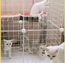 【3段】猫ゲージ　キャットケージ　ペットゲージ　猫ハウス　組立簡単　白　組立自由　軽量　収納庫　白　ホワイト　レイアウト自由_画像4