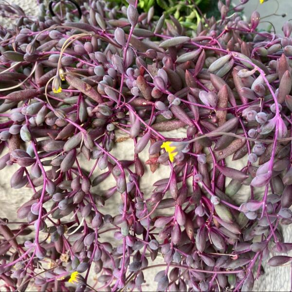 多肉植物 ルビーネックレス カット苗 箱いっぱい