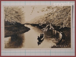 ♪古い絵葉書#1390┃鉄道省発行 加治川堤の桜┃古写真 新潟県┃