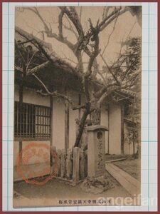 ♪古い絵葉書#0525┃道明寺天満宮 常成梅┃神社 大阪府藤井寺市