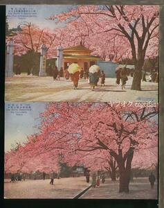 ♪絵葉書24329┃上野公園の桜2枚┃上野動物園 桜花 東京都 カラー┃