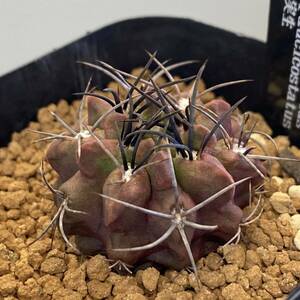 CO★714 エリオシケ=pyrrhocactus paucicostatus v.viridis 実生 ★　サボテン 多肉植物　★