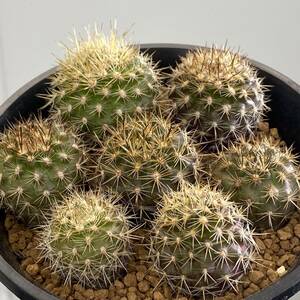 CO★303 エリオシケ＝Neoporteria subgibbosa 実生1鉢 ★　サボテン 多肉植物