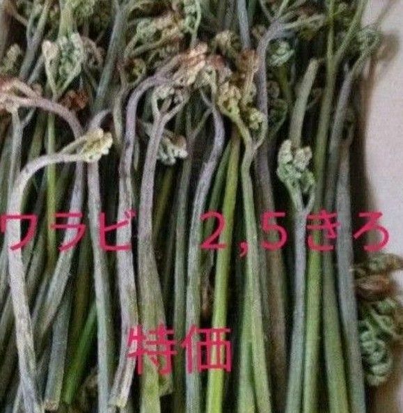 ５月3日収穫発送予定　新鮮ワラビ　新潟県産　たっぷり　2.5キロ