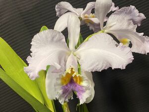 洋蘭　原種　C mossiae fma coerulea ‘Big Violet’ （OG div ）あっち向いてホイしてるけど綺麗！