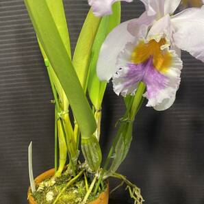 洋蘭 原種 C mossiae fma coerulea ‘Big Violet’ （OG div ）あっち向いてホイしてるけど綺麗！の画像3