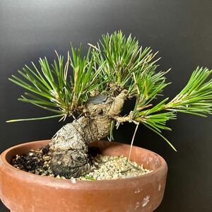  material bonsai [ Japanese black pin ]②