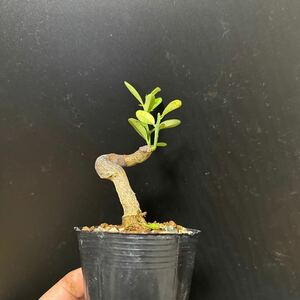  mini bonsai for material [ gold z]①