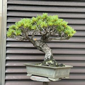  bonsai [. leaf pine ]①