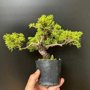  bonsai [ genuine Kashiwa ]⑦