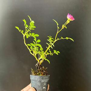  mini bonsai [ small block rose ]②