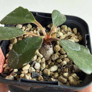 Euphorbia ramena ユーフォルビア ラメナ / 2021実生 // コーデックス, 塊根植物, Caudex