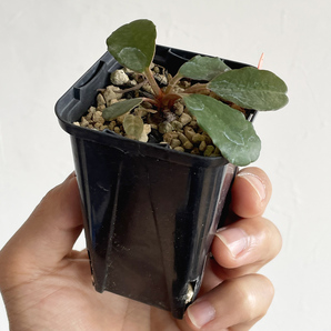 Euphorbia ramena ユーフォルビア ラメナ / 2021実生 // コーデックス, 塊根植物, Caudexの画像6