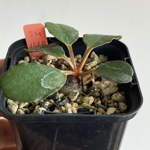Euphorbia ramena ユーフォルビア ラメナ / 2021実生 // コーデックス, 塊根植物, Caudexの画像5