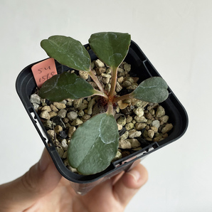 Euphorbia ramena ユーフォルビア ラメナ / 2021実生 // コーデックス, 塊根植物, Caudexの画像4