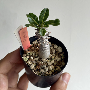 Pachypodium tackyipakipotium Tackey / 2021 real raw //ko- Dex,. root plant, Caudex