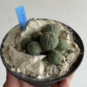 Euphorbia obesa 8heads ユーフォルビア オベサ / 実生・多頭・良型 // コーデックス, 塊根植物, Caudex