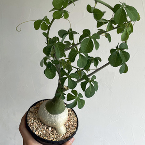 Adenia fruticosa アデニア フルチコーサ / 2024輸入・発根済み・特良型 // コーデックス, 塊根植物, Caudex, 灌木