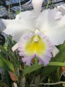 洋蘭・Rlc.(Bc.)Pastoral ‘Rosee’ AM/AOS 