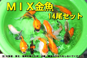 MIX金魚 14尾セット★全長6-8cm前後・おらんだ系・適格請求書発行可能【お届け地域制限あり】100