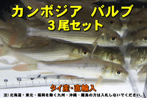 カンボジア バルブ 3尾セット★全長8-10cm前後・タイ産・適格請求書発行可能【お届け地域制限あり】100