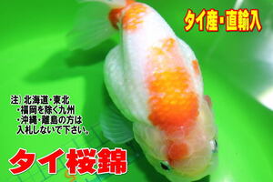 タイ桜錦 その3★全長10cm前後・タイ産・らんちゅう・SAKURA・さくらにしき・金魚・適格請求書発行可能【お届け地域制限あり】100