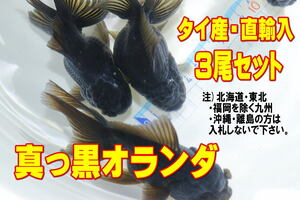 真っ黒オランダ 3尾セット★全長10cm前後・タイ産・獅子頭・オランダ・金魚・適格請求書発行可能【お届け地域制限あり】100