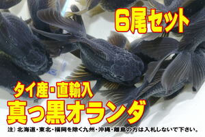 真っ黒オランダ 6尾セット★全長10cm前後・タイ産・獅子頭・オランダ・金魚・適格請求書発行可能【お届け地域制限あり】100