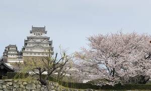 1円即決 フリー画像 当方撮影 姫路城と桜と柳