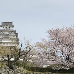 1円即決 フリー画像 当方撮影 姫路城と桜と柳の画像1