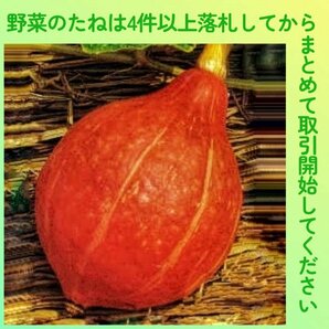 4件以上落札◆カボチャ種◆打木赤皮甘栗南瓜3粒◆固定種かぼちゃの画像1