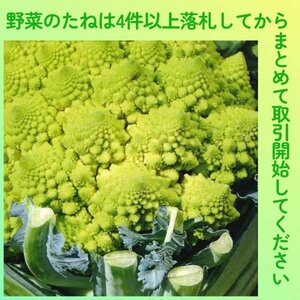 4件以上落札◆カリフラワー種◆ロマネスコRomanescoNatalino 約30粒◆固定種