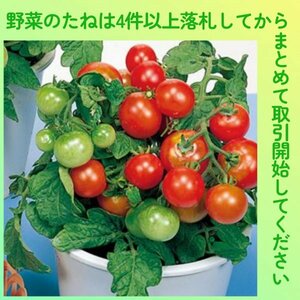 4件以上落札◆トマト種◆レジナ 10粒◆固定種 鉢植えミニトマト 矮性ミニトマト