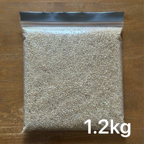 玄米 約1.2kg 23年度産 令和5年度産