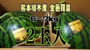 熊本 植木産 スイカ 金色羅皇 2玉入 (1玉約6～7kg)