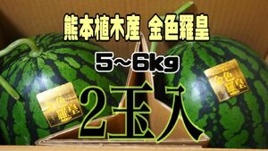 熊本 植木産 スイカ 金色羅皇 2玉入 (1玉約5～6kg）