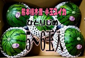 熊本植木産 小玉スイカ ひとりじめ (5～6玉入)