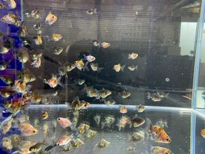 【さかり川観賞魚センター】　ローズテールオランダ　50匹＋α 約2.5〜3.5cm