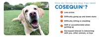獣医さん推奨。180錠X2個、Cosequin +MSM コセクイン 愛犬用関節サポート ジョイントヘルスサプリ【米国から4～7日でお届け。荷物追跡付】_画像7