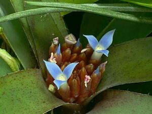 [ Neoregelia cyanea TF655 (Minas Gerais, Brazil. about Alt. 1200 feet) ]** Neo rege задний * Kia nea/brome задний 