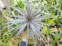 【 Dyckia delicata-delicata (seedling, seed from Constantino Gastaldi) 】★子株付き / ディッキア・デリカータ・デリカータ /ダイキア_画像4