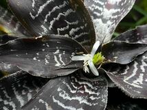 【 Cryptanthus 'McDreamy' (Stephen Hoppin) from Michael's Bromeliads 】★★★クリプタンサス・マックドリーミィ_画像1