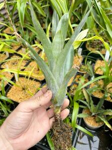 【 Billbergia distachya var. straussiana (Seedling) 】★★ビルベルギア・ディスタキア・ストラウシアナ / 原種ブロメリア