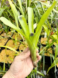 【 Aechmea calyculata (Peru) 】★★エクメア・カリクラタ