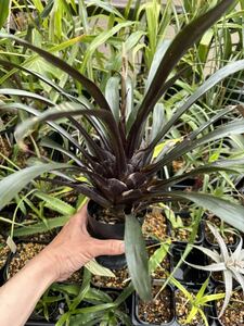 【 Vriesea sucrei from Michael's Bromeliads 】★★フリーセア・スクレイ